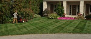 Stripes in lawn